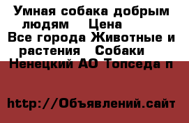 Умная собака добрым людям. › Цена ­ 100 - Все города Животные и растения » Собаки   . Ненецкий АО,Топседа п.